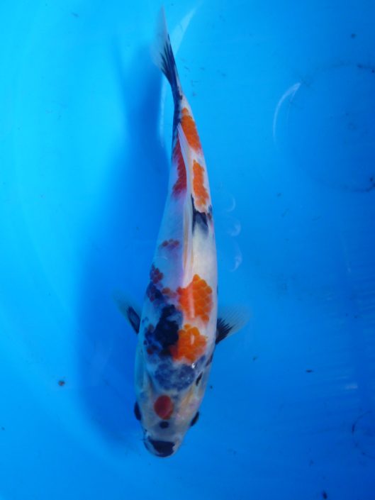Marugen Kindai Showa Koi 5 months old Japan Koi Fish For Sale In