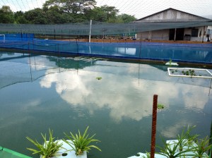 Marugen Koi Farm Singapore